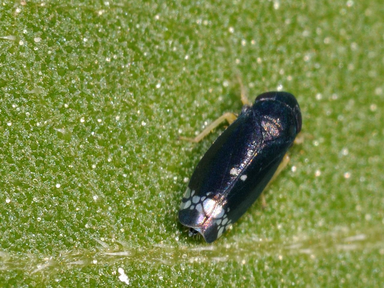 Cicadella blu - Neoaliturus cf fenestratus